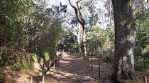 Private Guided Walk Levada Caminho para Todos Half-day