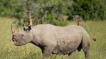 3 Days Olpejeta Wildlife Conservancy Safari
