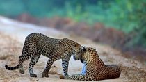 Safari at Wilpattu National Park from Negombo (All inclusive day tour)