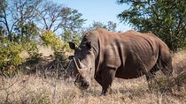 Private Tour - Game Drive & Rhino Walk Safari