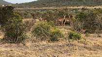 Safari Day Trip