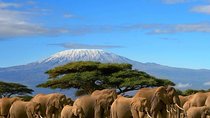 3-Day Private Amboseli/Mt. Kilimanjaro Safari (LUXURY)