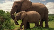 Full Day Tour to Amboseli National Park.