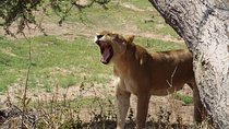 3 Days 2 Nights Mikumi National Park from Dar es salaam 