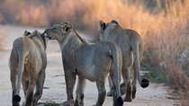 3 Days Tanzania Safari Tarangire, Manyara, & Ngorongoro Crater.