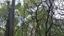 Round Trip to Menagesha Suba Forest Park