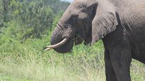 13-Day Wildlife Adventure Trip to the Pearl of Africa