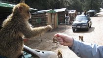 Middle Atlas Mountain FULL Day Trip From Fes - Private transportation