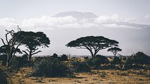 Wildebeest Migration 2025