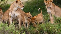 Nairobi national park game drive - Morning /evening 
