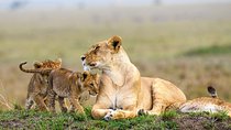 Nairobi National Park Guided Half Day Tour Game Drive- FREE WIFI