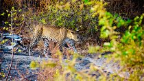Private Jeep-Safari in Yala Nationalpark