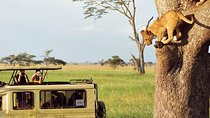 3 Days-Tarangire, Ngorongoro & Lake Manyara: Camping Joint Safari.