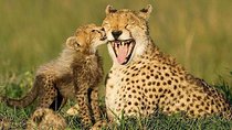 South Africa - Garden Route 4Days with Luxury Accommodation