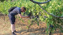 Berat Grand Wine Tasting & Food Tour 