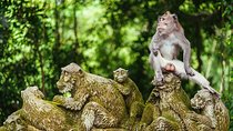 Ubud Tour - Best Of Ubud & Swing - All Inclusive 