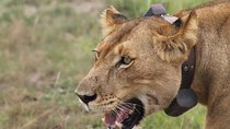 7-Day Wildlife Adventure Safari