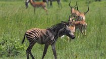 3 Days Unique safari Selous Game Reserve Tanzania