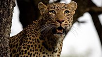 4-Day Safari: Lake Manyara, Serengeti & Ngorongoro