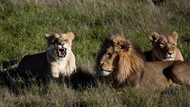 South Africa-Cape town ( The Best Big Five Safari tour )