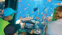 Scuba Boat Semi-Submarine Hurghada