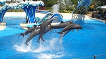 hurghada swimming with dolphins snorkeling tour lunch