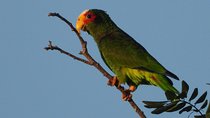 Birds of the Mayan World 1