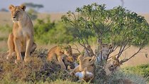 3-Day Kenya Safari Tour: Explore Amboseli National Park on Budget