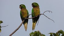 Birds of the Mayan World 2 / Route of the cenotes