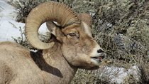 Grand Teton Park & Jackson Hole - PRIVATE Morning Wildlife Tour