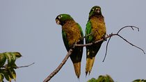  Birds of the Mayan World 3