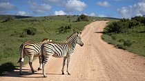 7 Days Mara/L.Naivasha/L.Nakuru/Amboseli
