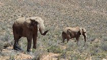 Visit Big 5 Aquila Game Reserve Group Transfer UP To 13 Pax From Cape Town F/D 