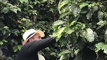 Coffee Tour - All inclusive - Medellín