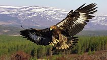 Visit to the Falcon Farm