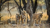 Golden Triangle Tour with Ranthambore 