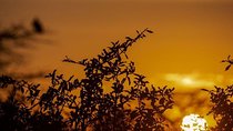 3 Days Selous Game Reserve Safari 