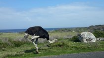 Cape of Good Hope and Penguins - Small Group - Full day