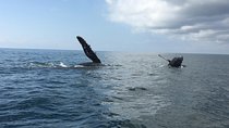 Whale watching