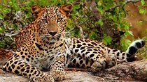 Yala Safari - Yala National Park 