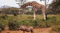 Nairobi Half Day Excursion
