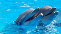 Cheap trip: a dolphin trip in Hurghada.
