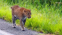 Mikumi National Park From Zanzibar 2 Days One Night Flying Option