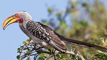 2 Days 1 Night Mikumi National Park from Dar es salaam