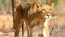 6 Days Safari- Mikumi NP,Udzungwa Mountains NP,and Selous GR