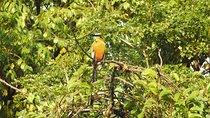 Birdwatching Playa del Carmen