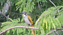 Birdwatching Cancun