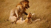 Nairobi National Park, Elephant Orphanage and Giraffe Centre