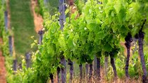 Private Chianti Wine Tour 