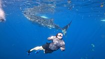 Cebu Whalesharks, Sumilon Whitesand & Kawasan Waterfalls